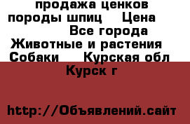 продажа ценков породы шпиц  › Цена ­ 35 000 - Все города Животные и растения » Собаки   . Курская обл.,Курск г.